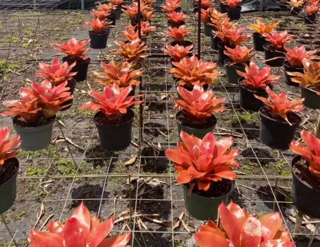 Affordable yard cleanup service for year-round maintenance in Southwest Ranches, FL by Lawncierge