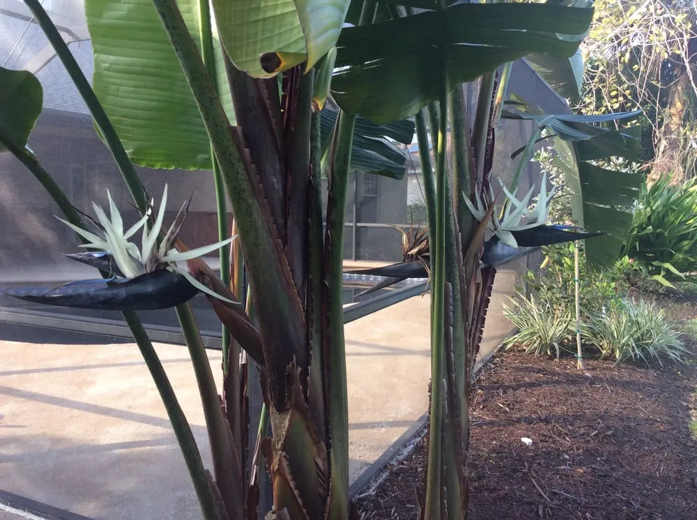 Expert landscaping services in Vero Beach, FL - LawnDaddy