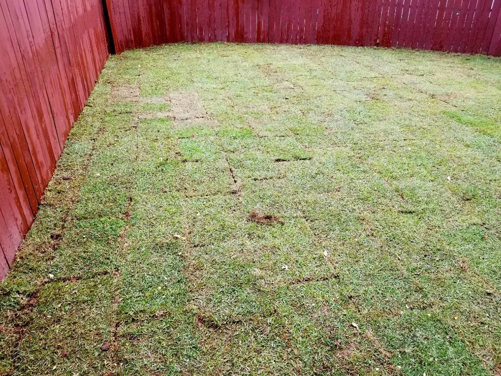 Reliable yard cleanup service in Plano, TX by LawnExpert Lawn and Landscape