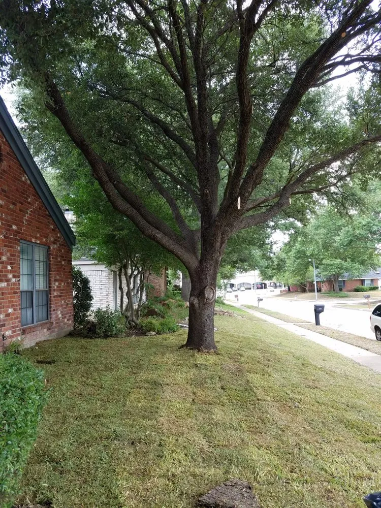 Custom outdoor landscaping in Plano, TX by LawnExpert Lawn and Landscape