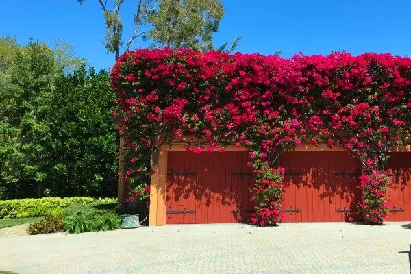 Expert yard cleanup service for outdoor upgrades across Sarasota, FL - Lawngevity