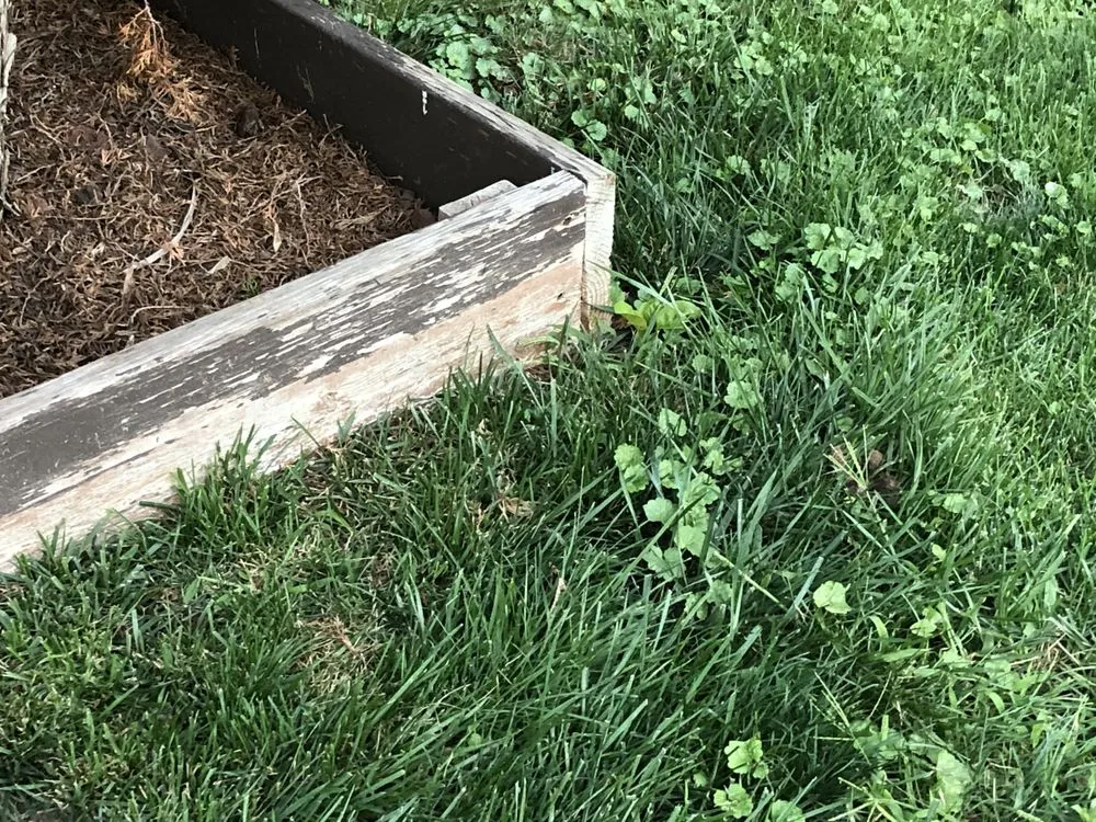 Local lawn mowing service experts serving Novi, MI - LawnGuru