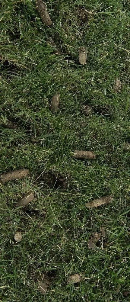 Local landscape design near you across Escondido, CA - LawnLift Aeration