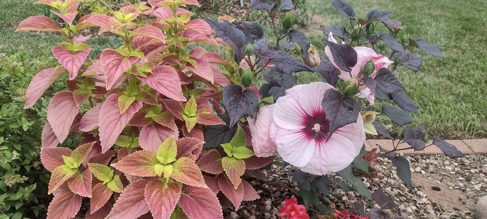 Affordable yard maintenance experts serving Decatur, GA - LawnMax & Partners