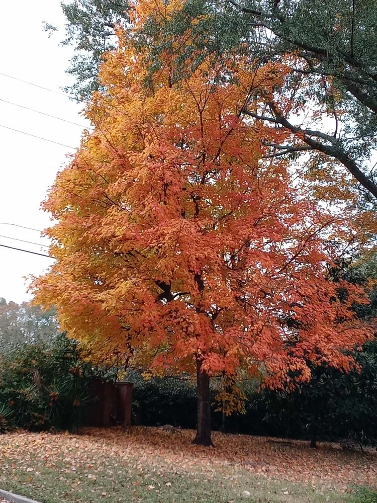 Professional outdoor landscaping for homes in Decatur, GA by LawnMax & Partners