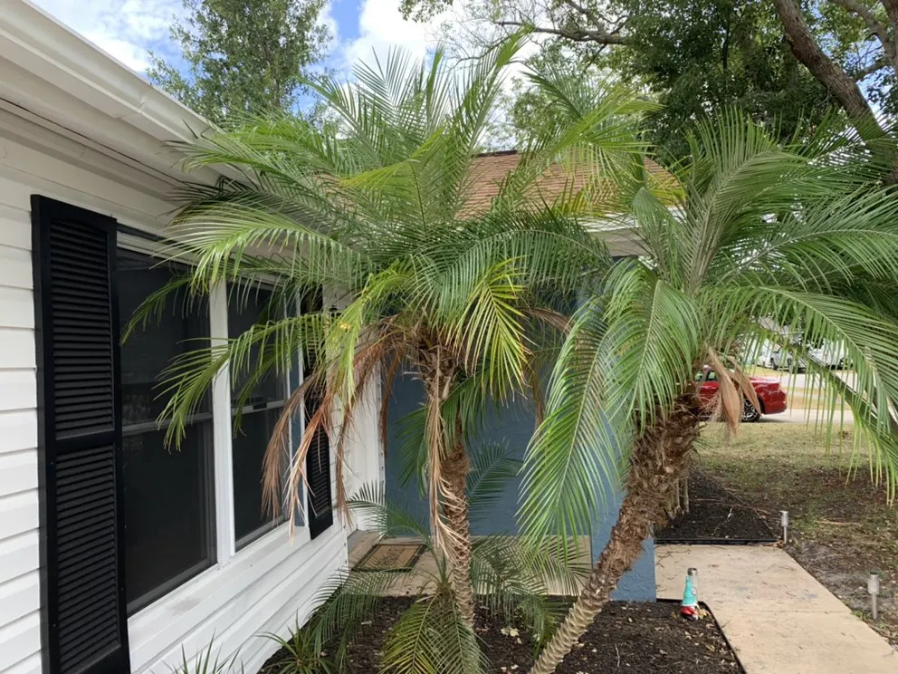 Local lawn care service in Moon Lake Estates, FL by LawnMo Romeo