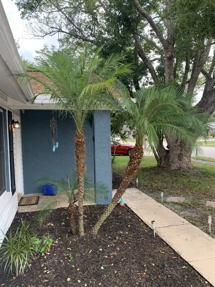 Reliable landscape design in Moon Lake Estates, FL - LawnMo Romeo