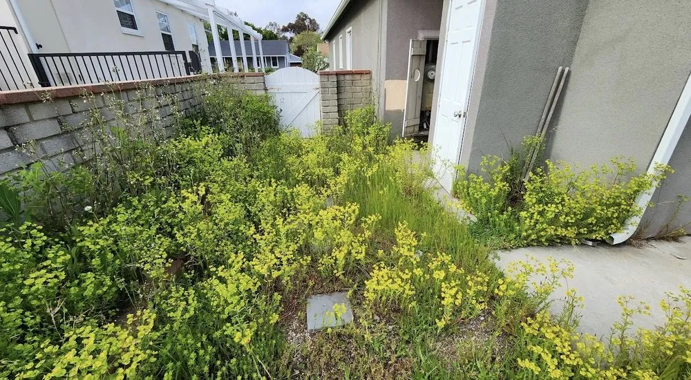 Reliable lawn mowing service in Los Angeles, CA - Lawnmowers Landscaping