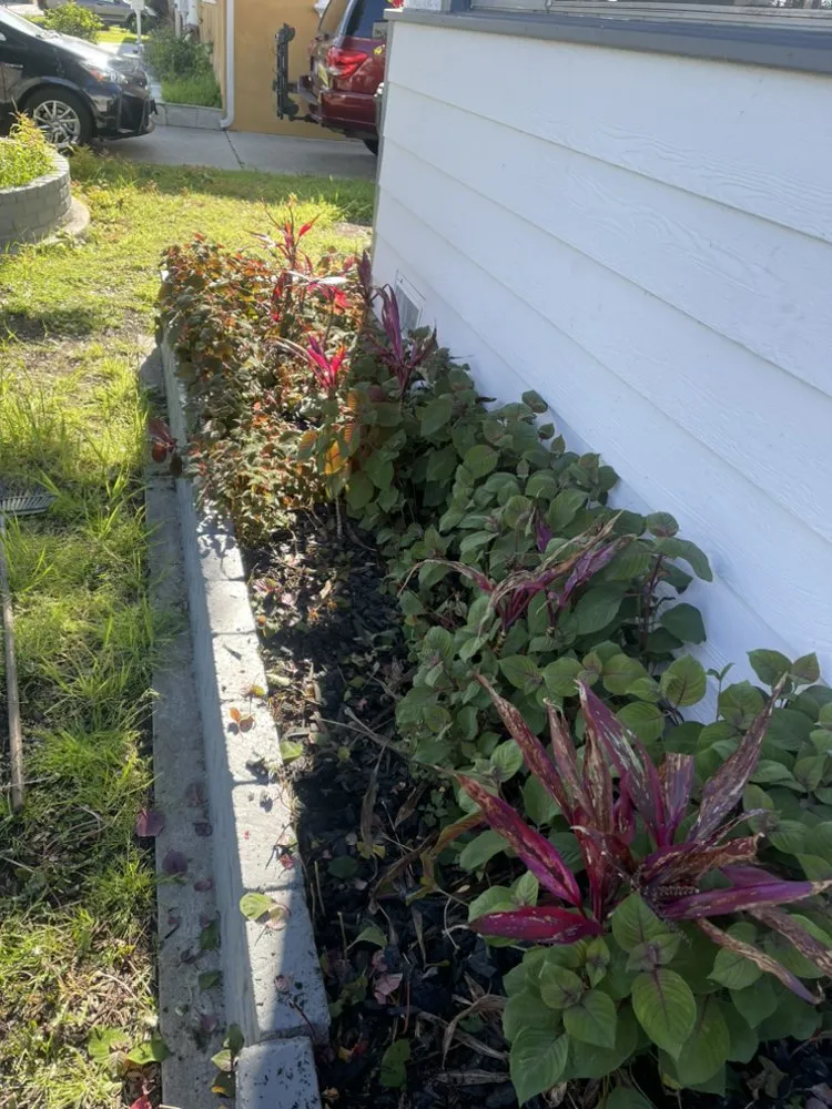 Expert outdoor landscaping for homes in Los Angeles, CA by Lawnmowers Landscaping