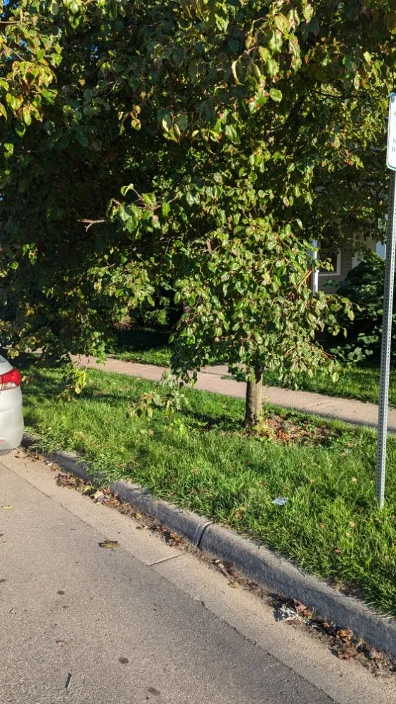 Expert yard maintenance for homes in Redford, MI by Lawnology Lawn Service