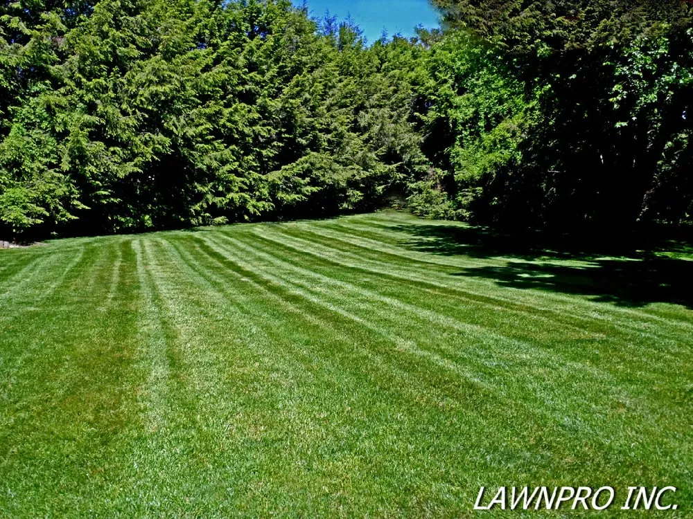 Custom landscape installation experts serving Madison, TN - LawnPro