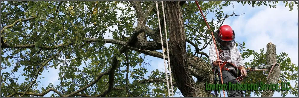 Top-rated landscape design in Oakland Park, FL by Lawnpro Professional Service