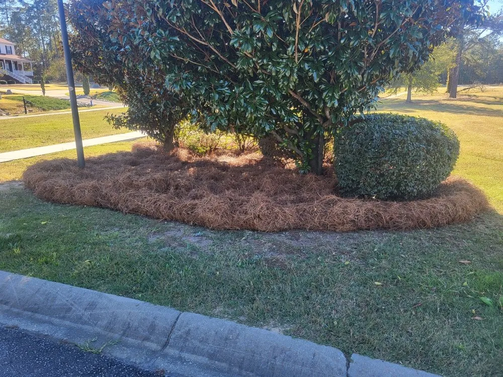 Local yard cleanup service in Columbia, SC - Lawns & Moore
