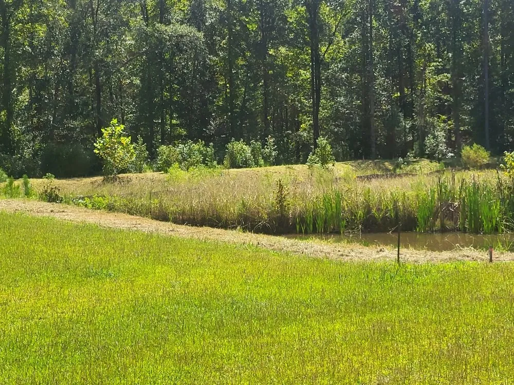 Expert landscaping services experts serving Columbia, SC - Lawns & Moore