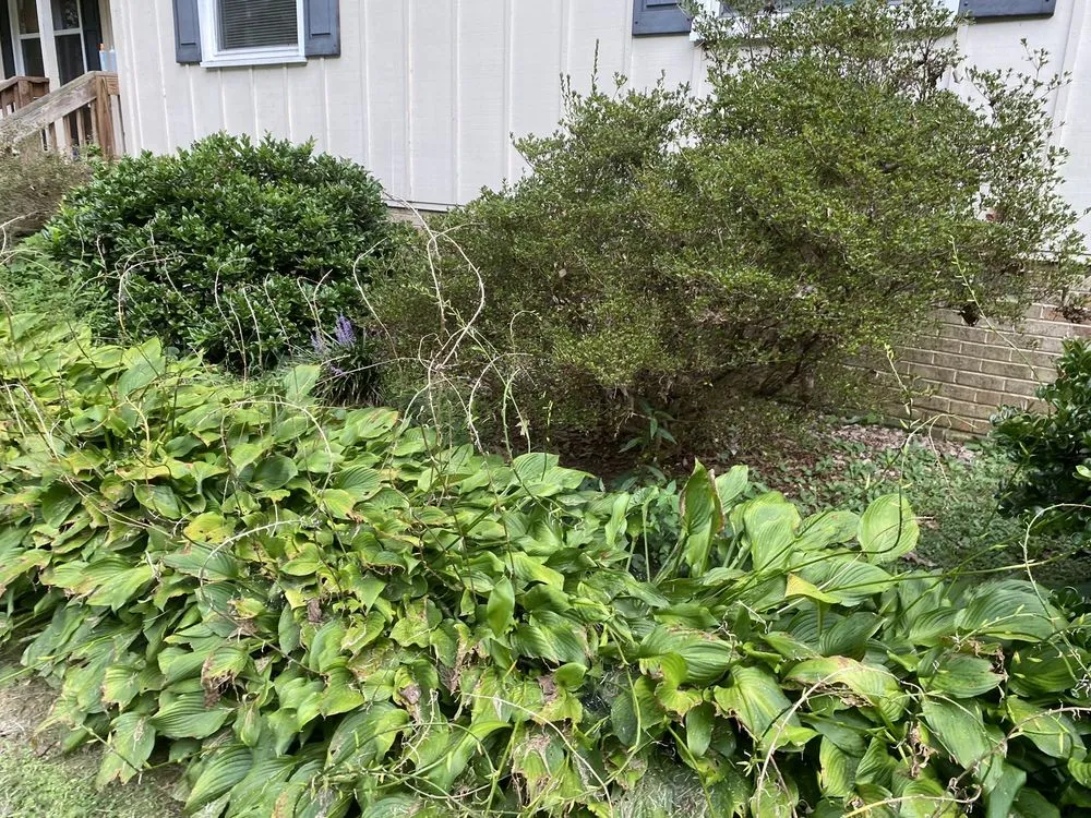 Affordable residential landscaping in Cary, NC - Lawns $50