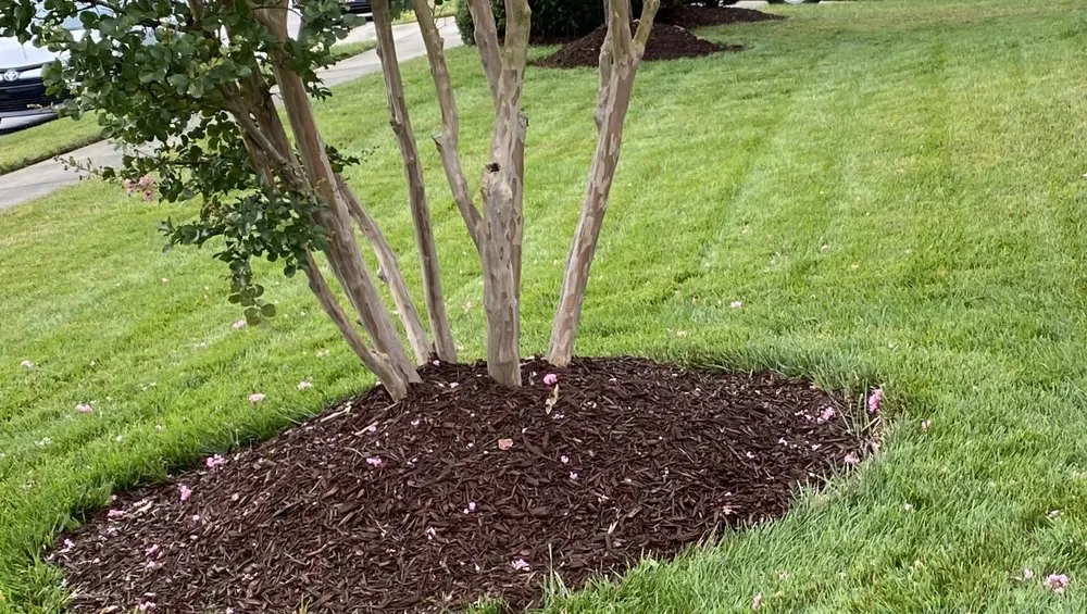 Local landscaping services in Cary, NC - Lawns $50