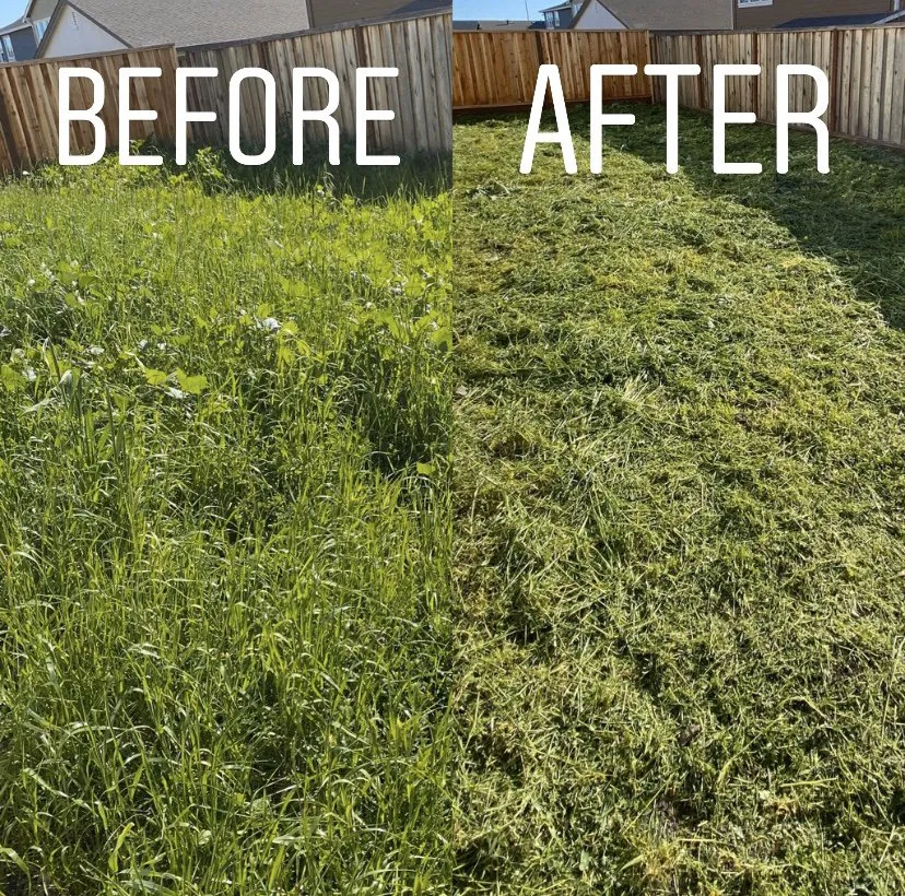 Professional yard cleanup service in Rohnert Park, CA - Lawns At Dawn