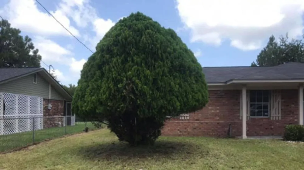 Expert lawn mowing service in Hinesville, GA by Lawns By Floyd