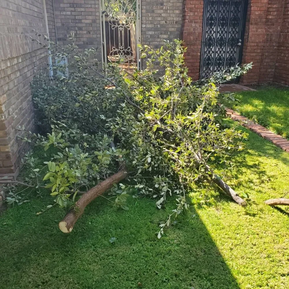 Trusted landscape design in Midland, TX by Lawns by Jason