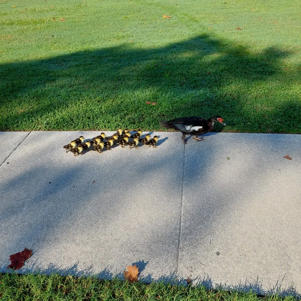 Custom lawn care service experts serving Orange City, FL - Lawns By Luis