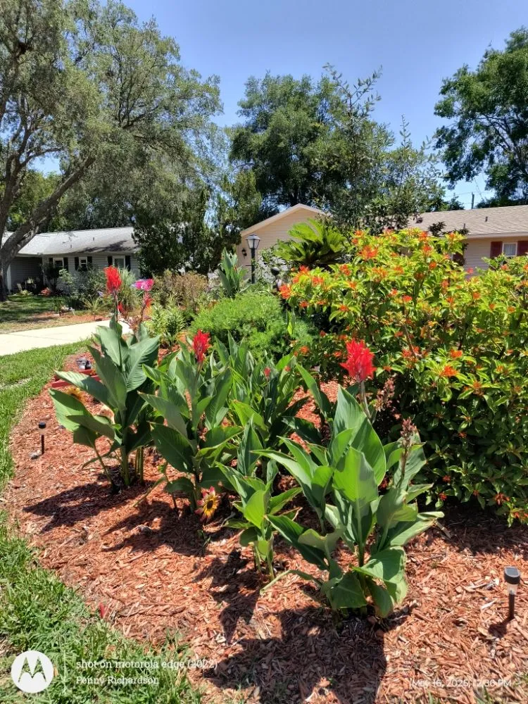 Affordable yard maintenance for residential properties in Webster, FL by Lawns by Ronn