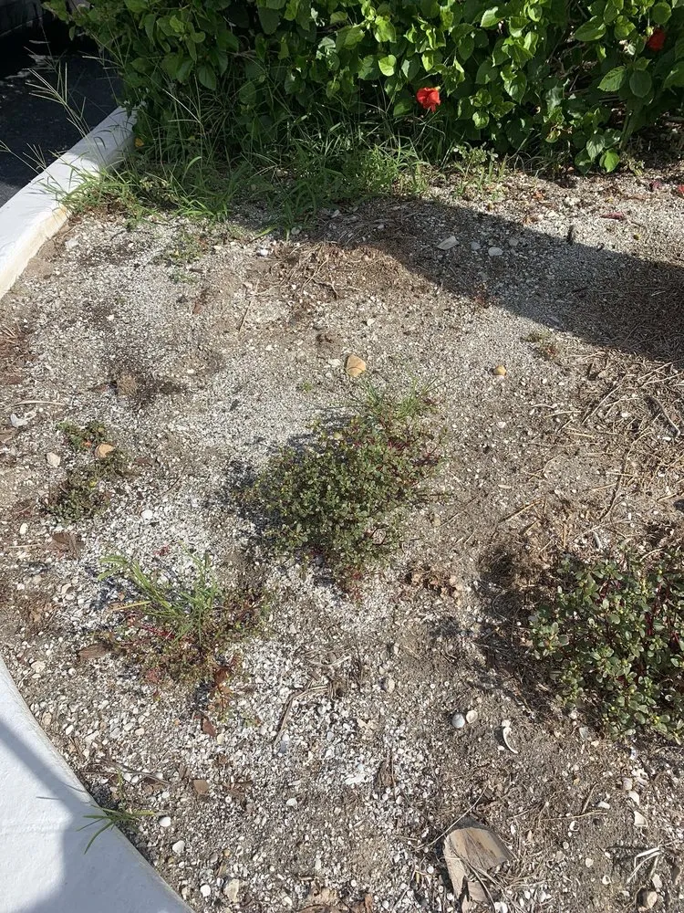 Reliable lawn mowing service for year-round maintenance across Cocoa Beach, FL - Lawns by Scott