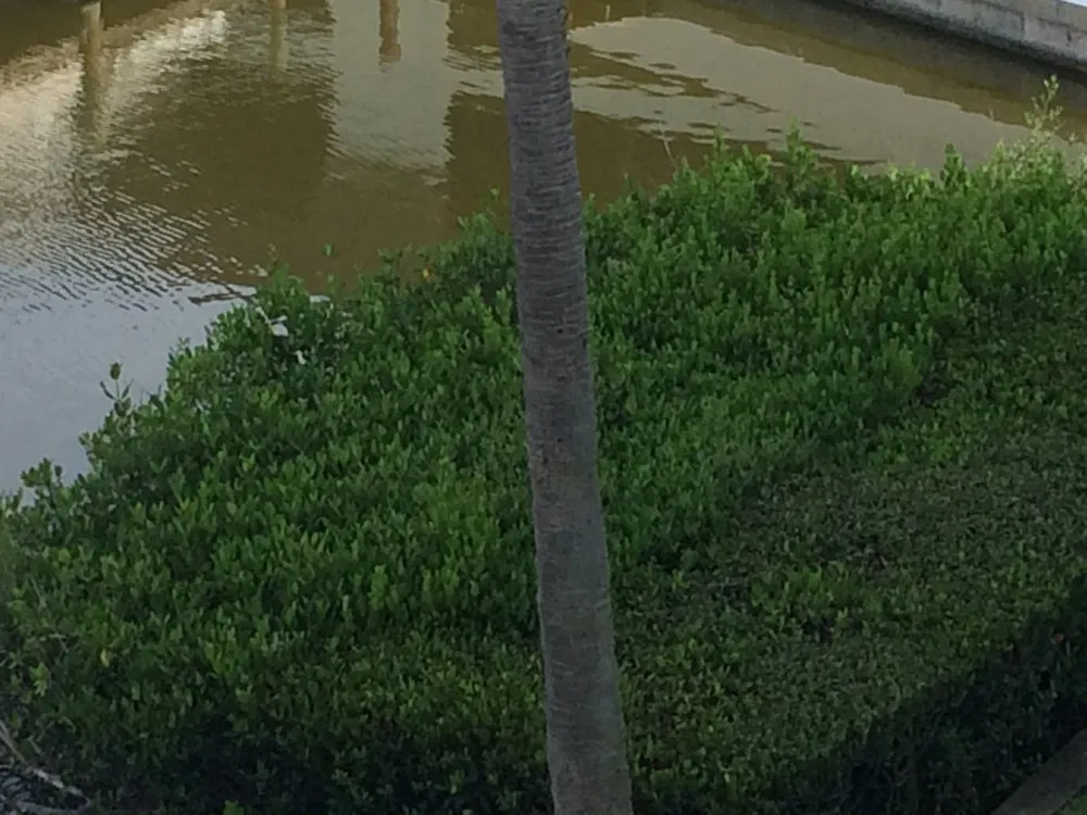 Affordable landscaping services experts serving Cocoa Beach, FL - Lawns by Scott