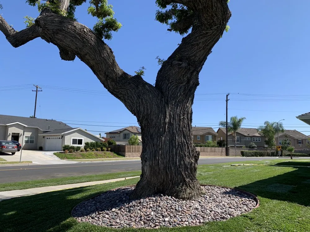 Expert landscape design for year-round maintenance in Whittier, CA by Lawns By Willis