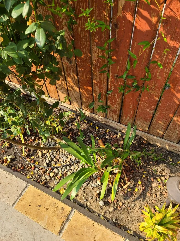 Top-rated yard maintenance for outdoor upgrades in Fairfield, CA by Lawns Hedges Weeds