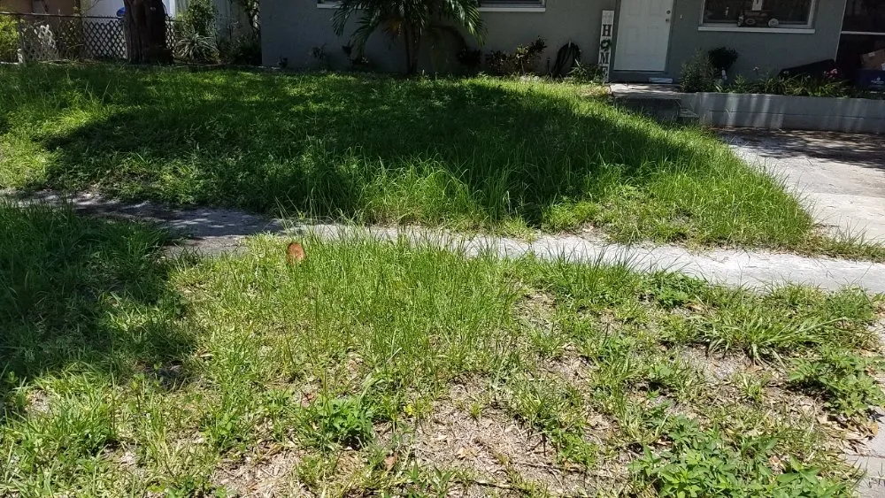 Affordable garden landscaping in Tampa, FL by Lawns Made Level