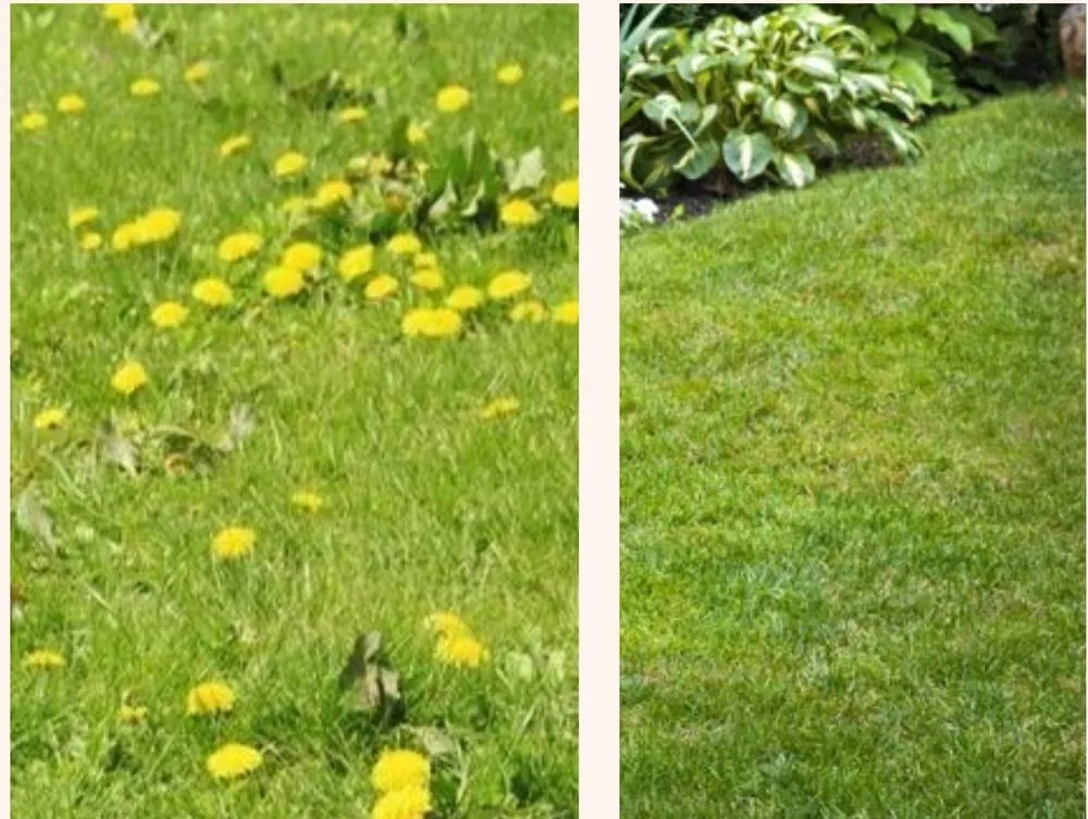 Reliable landscaping services for year-round maintenance across Tampa, FL - Lawns Made Level