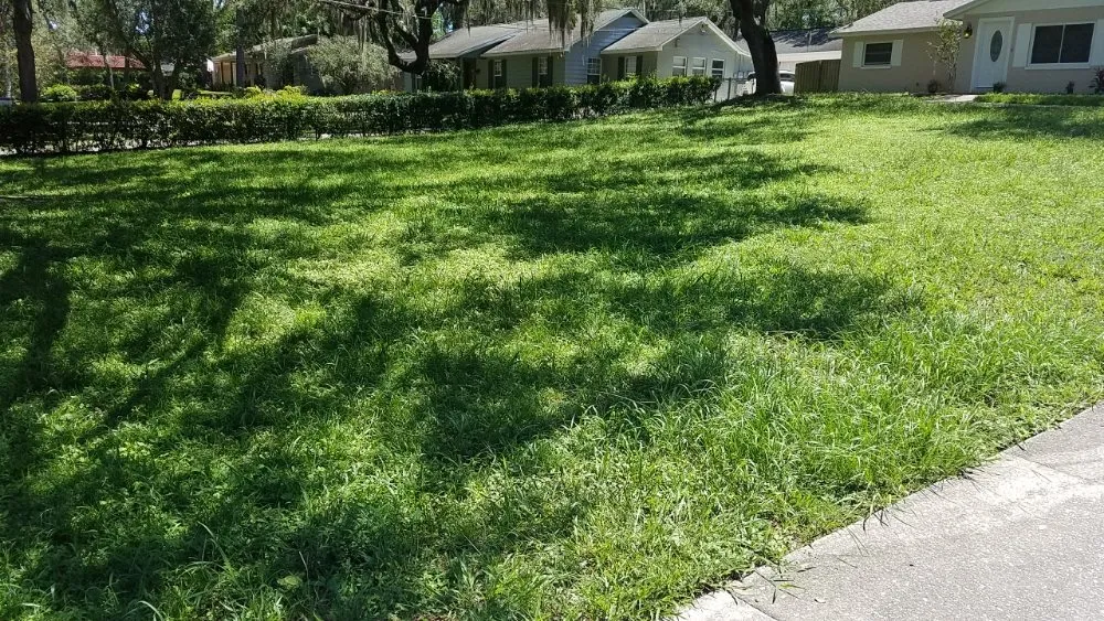 Professional residential landscaping in Tampa, FL by Lawns Made Level