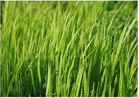 Local yard cleanup service with custom design across Woodway, TX - Lawns of Texas