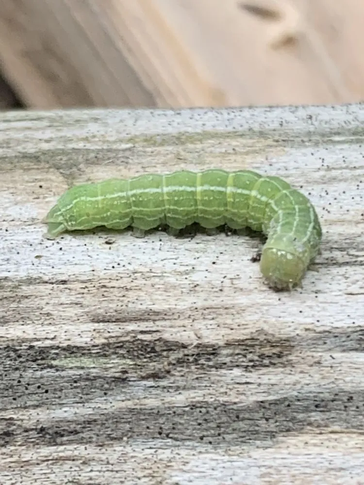 Expert landscape design experts serving Harrisburg, PA - Lawns Plants & Pests