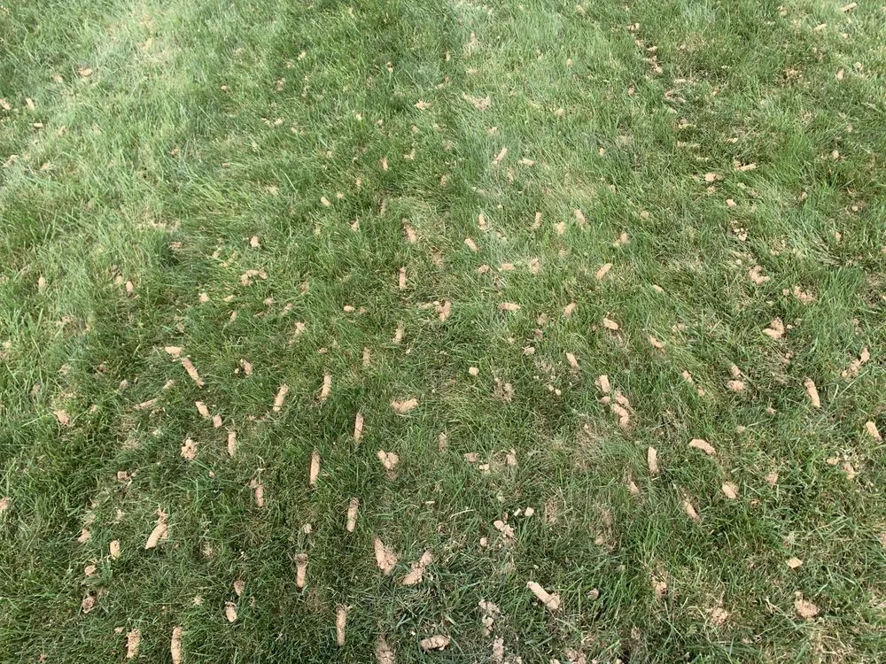 Affordable lawn care service in Harrisburg, PA by Lawns Plants & Pests