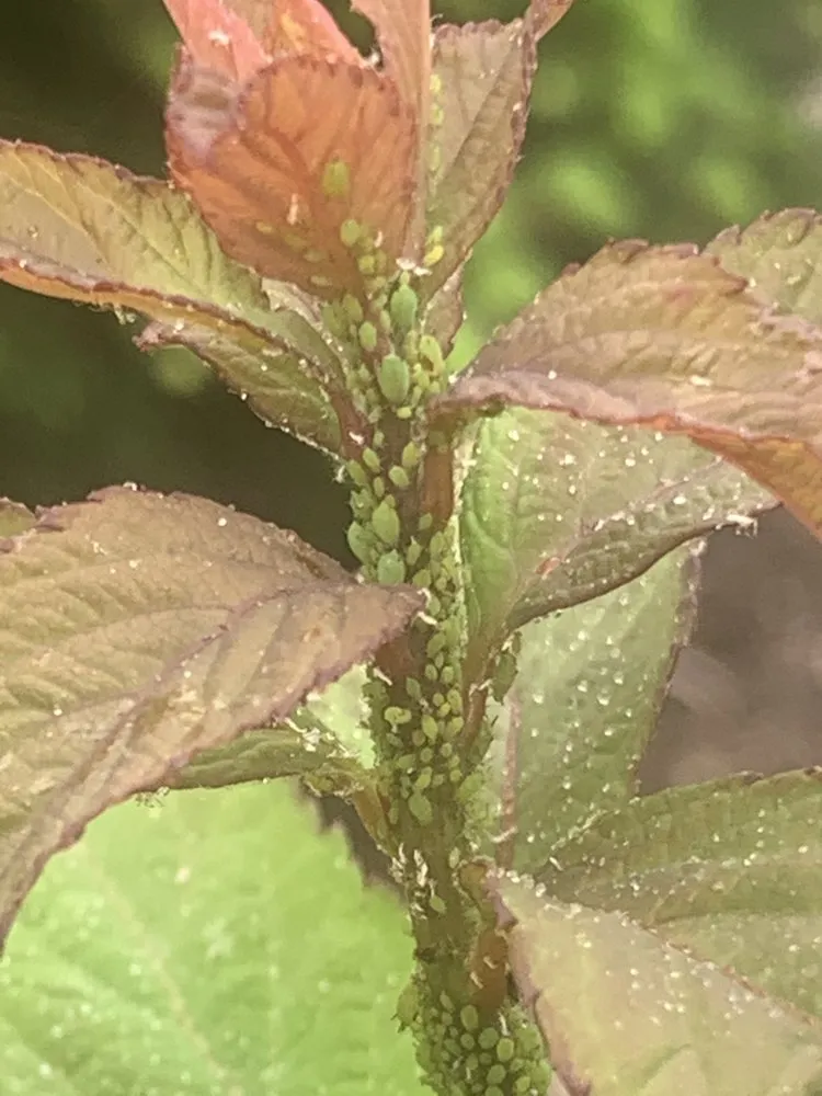 Affordable yard maintenance in Harrisburg, PA by Lawns Plants & Pests