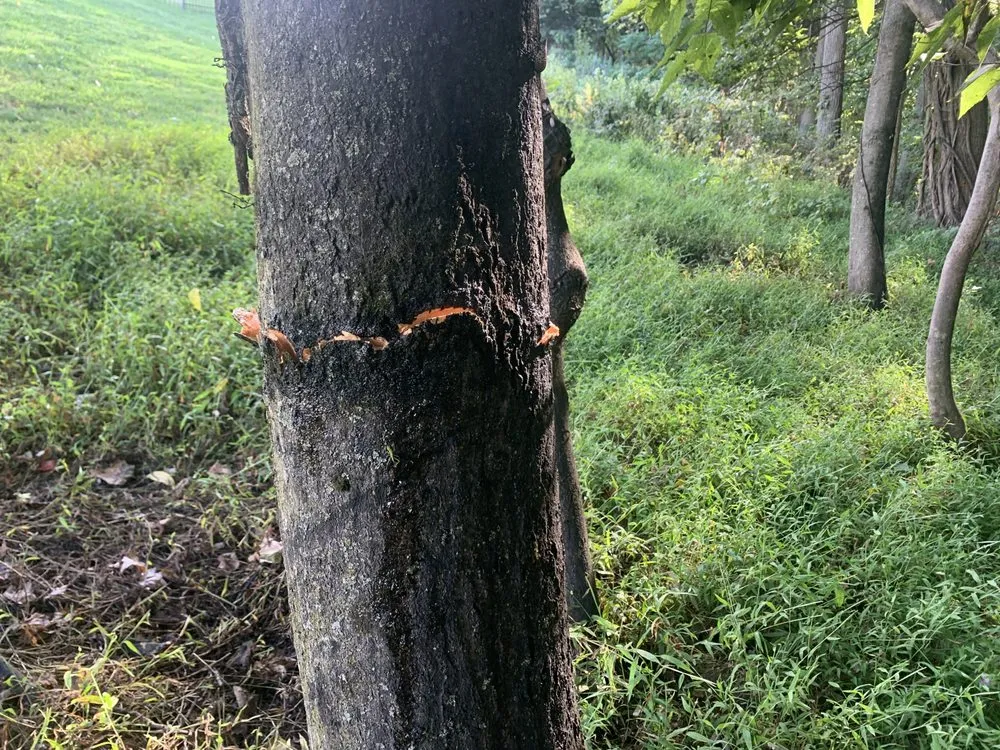 Reliable outdoor landscaping for outdoor upgrades across Harrisburg, PA - Lawns Plants & Pests