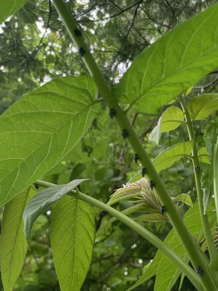 Professional outdoor landscaping experts serving Harrisburg, PA - Lawns Plants & Pests