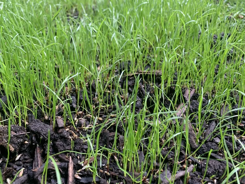 Reliable landscape design experts serving Harrisburg, PA - Lawns Plants & Pests