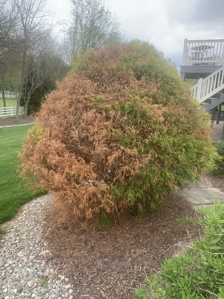 Top-rated lawn care service with custom design in Harrisburg, PA by Lawns Plants & Pests