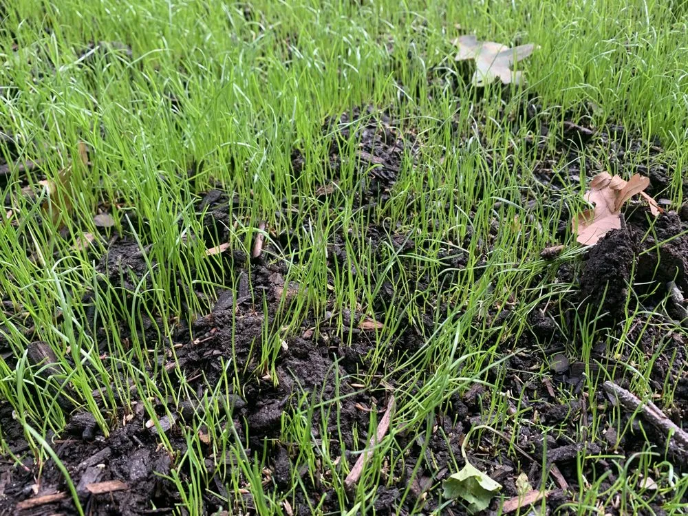 Local landscape installation for beautiful yards in Harrisburg, PA by Lawns Plants & Pests