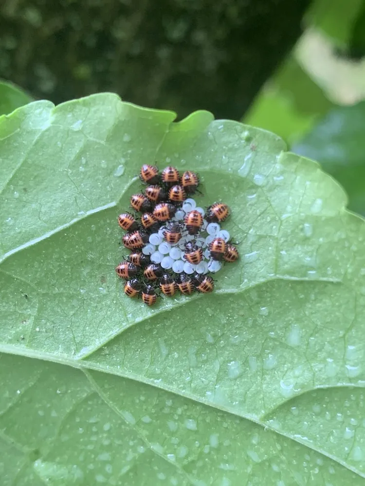 Trusted garden landscaping near you in Harrisburg, PA by Lawns Plants & Pests