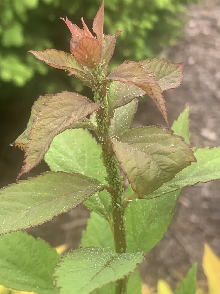 Custom yard cleanup service experts serving Harrisburg, PA - Lawns Plants & Pests