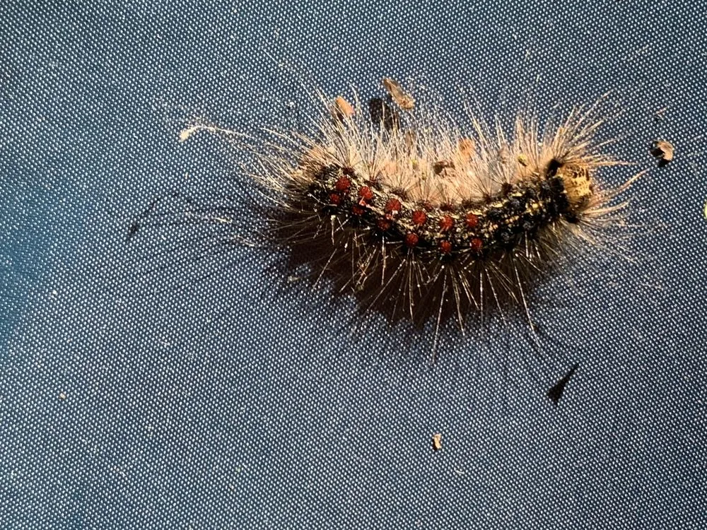 Expert yard cleanup service for homes in Harrisburg, PA by Lawns Plants & Pests