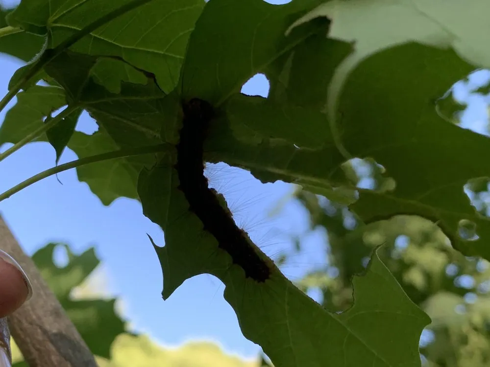 Professional yard cleanup service with custom design across Harrisburg, PA - Lawns Plants & Pests