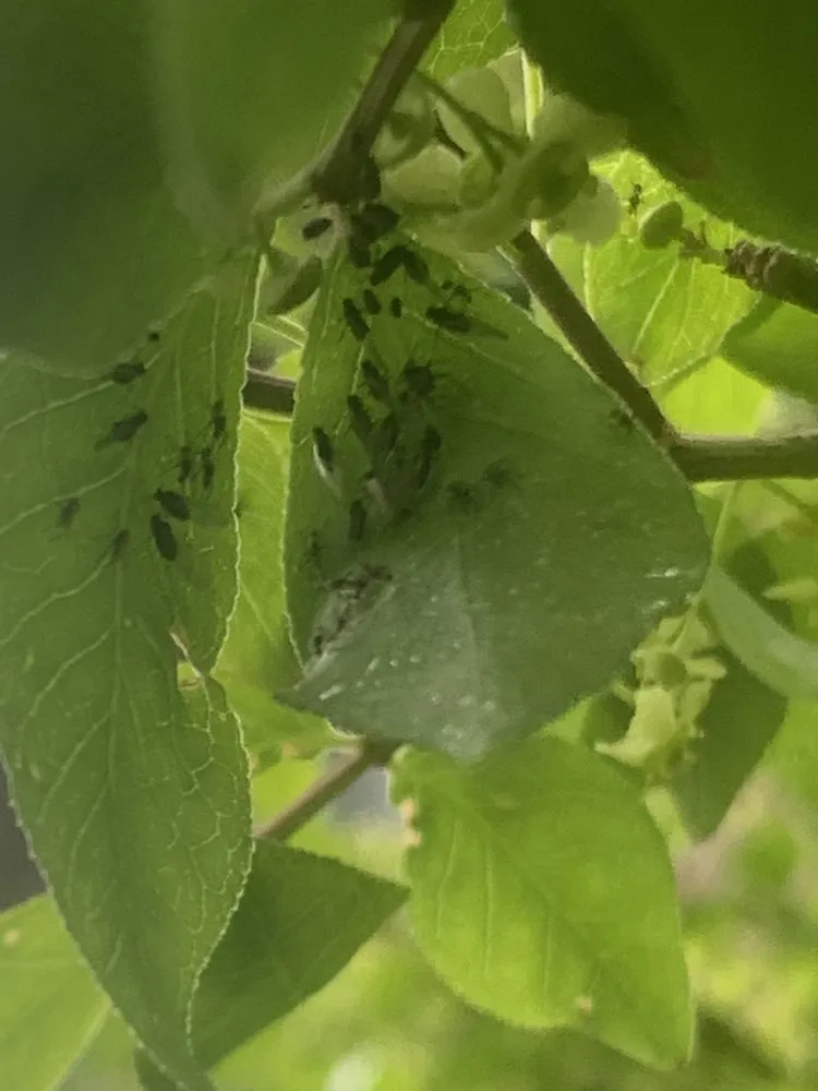 Expert landscaping services experts serving Harrisburg, PA - Lawns Plants & Pests