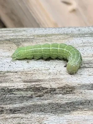 Lawns Plants & Pests Logo