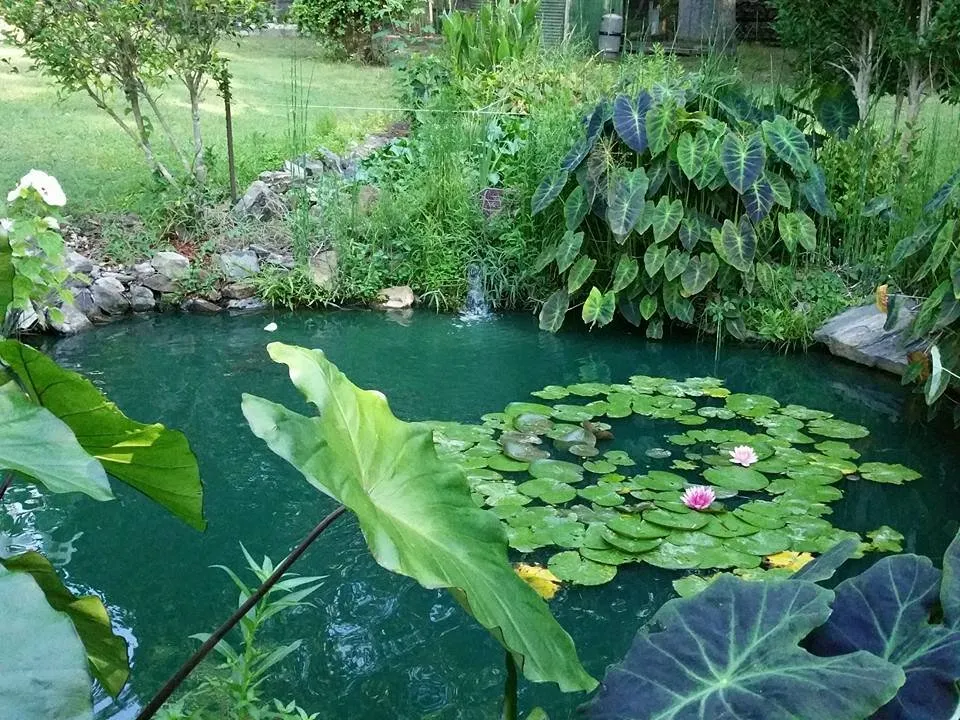 Top-rated lawn mowing service in Salem, AL by Lawns, Ponds and Pools