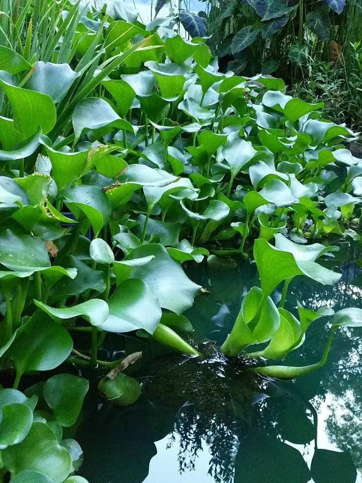 Reliable lawn mowing service in Salem, AL by Lawns, Ponds and Pools