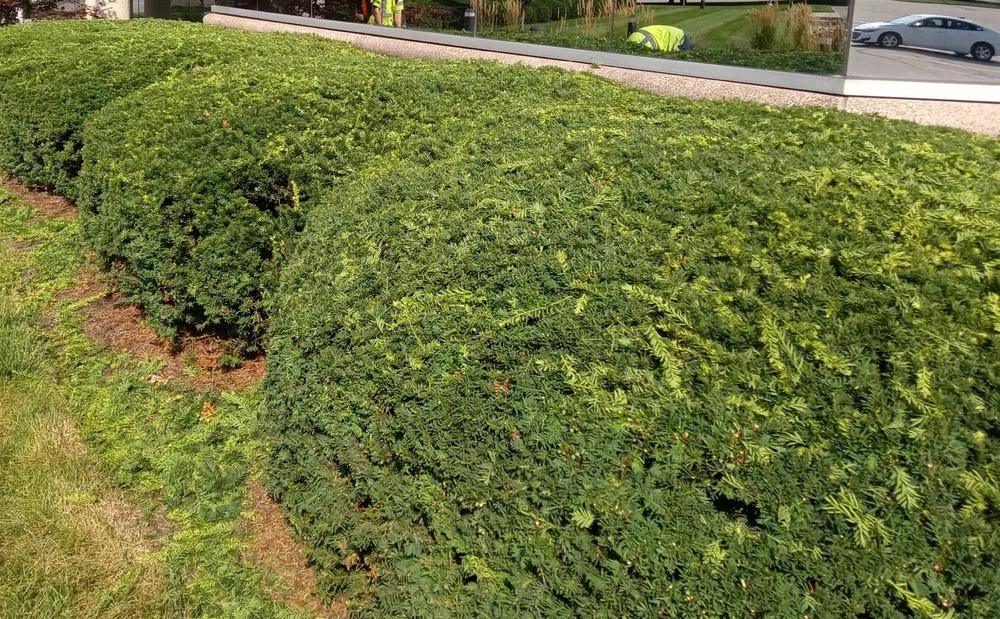 Local residential landscaping for outdoor upgrades across Indianapolis, IN - Lawn's Pro